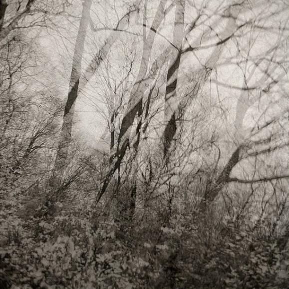 Lou Rouse - Untitled (Trees)